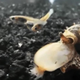 Illustration for article titled This Snail Makes A Venom So Toxic, It Disables Fish Swimming Near It